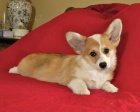 �t��ata Pembroke Welsh Corgi