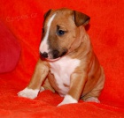 Miniaturn� bullterier