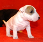 Miniaturn� bullterier