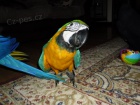 Ara Ararauna papou�ci prodej