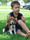 Super �t���tka Beagle.