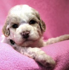 Lagotto Romagnolo - Italsk� vodn� pes