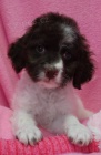 Lagotto Romagnolo - Italsk� vodn� pes