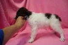Lagotto Romagnolo - Italsk� vodn� pes