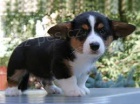 Tricolor a �erven� welsh corgi pembroke �t��ata se �t��aty Modr�ch o��