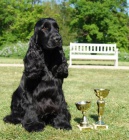 �t���tka - Anglick� kokr�pan�l