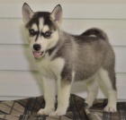 Kr�sn� sibi�sk� Husky �t��ata