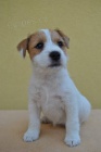 Parson russel terrier - �t��ata s PP