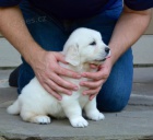 Zlat� retr�vr �t��ata k dispozici s PP.