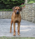 Rhod�sk� Ridgeback �t���tka s PP
