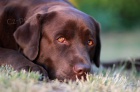 Labrador retriever �t��ata s PP