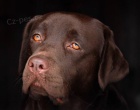 Labrador retriever �t��ata s PP