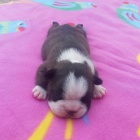 Prod�m fene�ku bostonsk�ho teri�ra