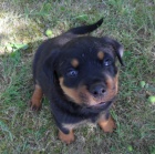 Rotvajler �t��ata s PP.