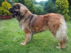 Leonberger �t��ata s PP