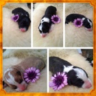 Border kolie - �t�n�