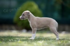 Whippet �t���tka
