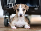 Whippet �t���tka