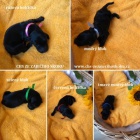 �t���tka Flat Coated Retriever s PP