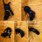 �t���tka Flat Coated Retriever s PP