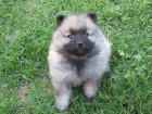 N�meck� �pic vl�� / Keeshond