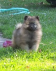 N�meck� �pic vl�� / Keeshond