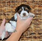 Jork��rsk� terrier - �t���tka s PP