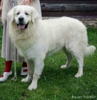 Slovensk� �uva� s PP