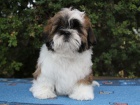 Shih-tzu, �i-tzu pejsek s PP