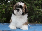 Shih-tzu, �i-tzu pejsek s PP