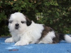 Shih-tzu, �i-tzu pejsek s PP