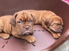 Dogue de Bordeaux (francouzsk� mastif) �t��ata