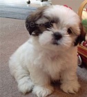 �t��ata Shih Tzu