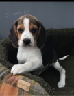 Roztomil� �t��ata beagle