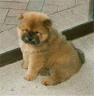 �t��ata Chow Chow