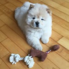 �t��ata Chow Chow