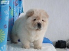 �t��ata Chow Chow