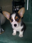 Welsh Corgi (pembroke) �t��ata pro v�s