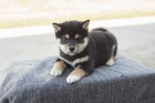 Rozko�n� �t���tka Shiba Inu