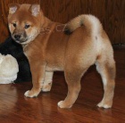 Rozko�n� �t���tka Shiba Inu