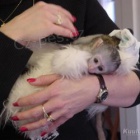 Prod�m Kapuc�nsk� opice 