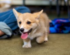 Schv�len� Corgi �t��ata.