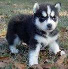 Dob�e vy�kolen� sibi�sk� husky s modr�ma o�ima.