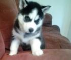 Sibi�sk� husky �istokrevn� �t��ata