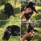 Flat coated retriever s PP