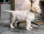 Labrador Retriever �t��ata