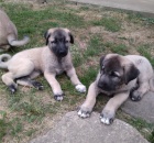 Anatolsk� pasteveck� pes - kangal