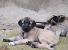Anatolsk� pasteveck� pes - kangal