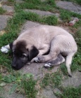 Anatolsk� pasteveck� pes - kangal