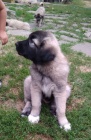 Anatolsk� pasteveck� pes - kangal